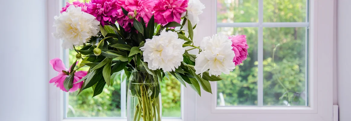 Blumenstrauß mit rosa und weißen Pfingstrosen in einer Vase